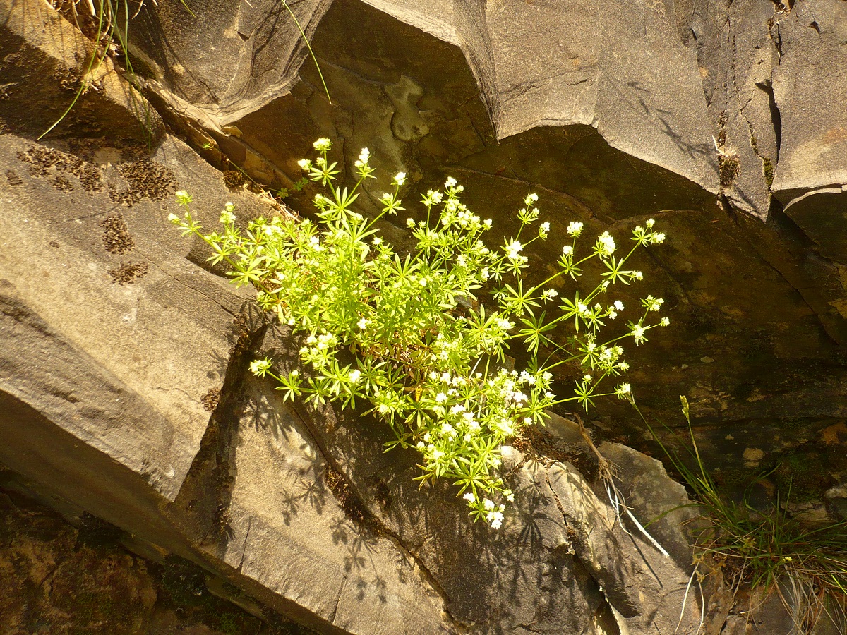 Galium marchandii (Rubiaceae)